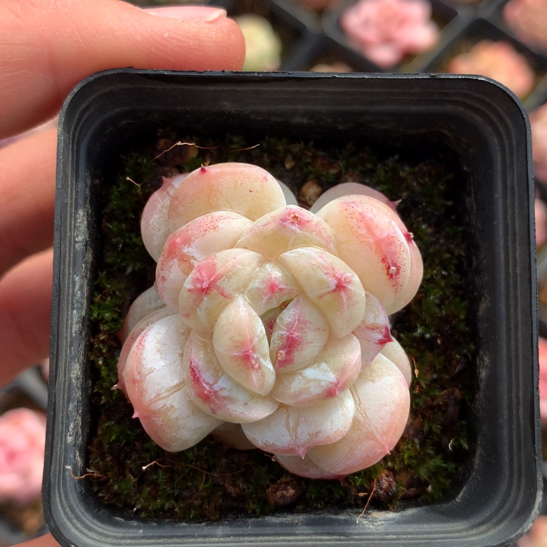 叠叶珍妮单头4067