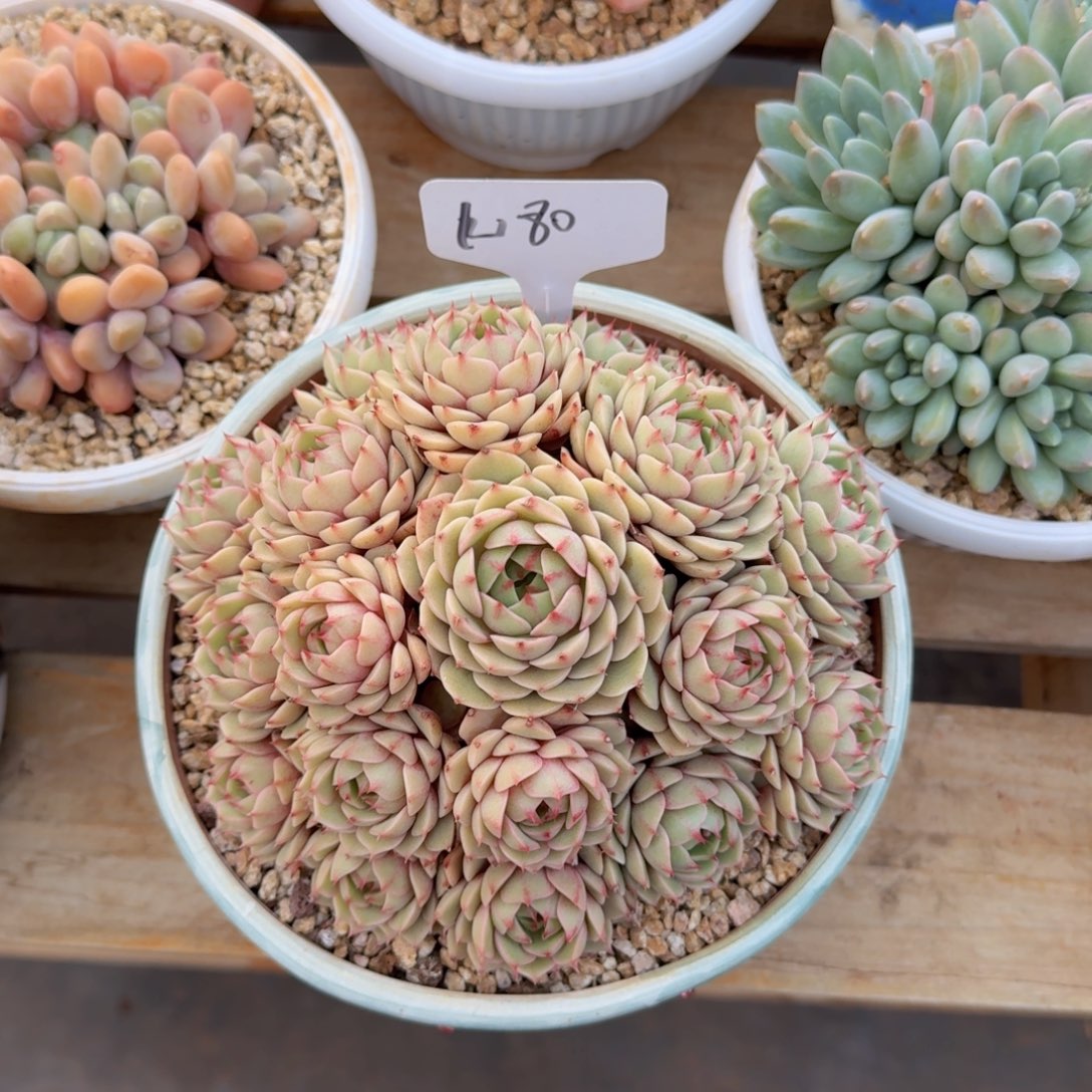 美慕花坊，一物一拍