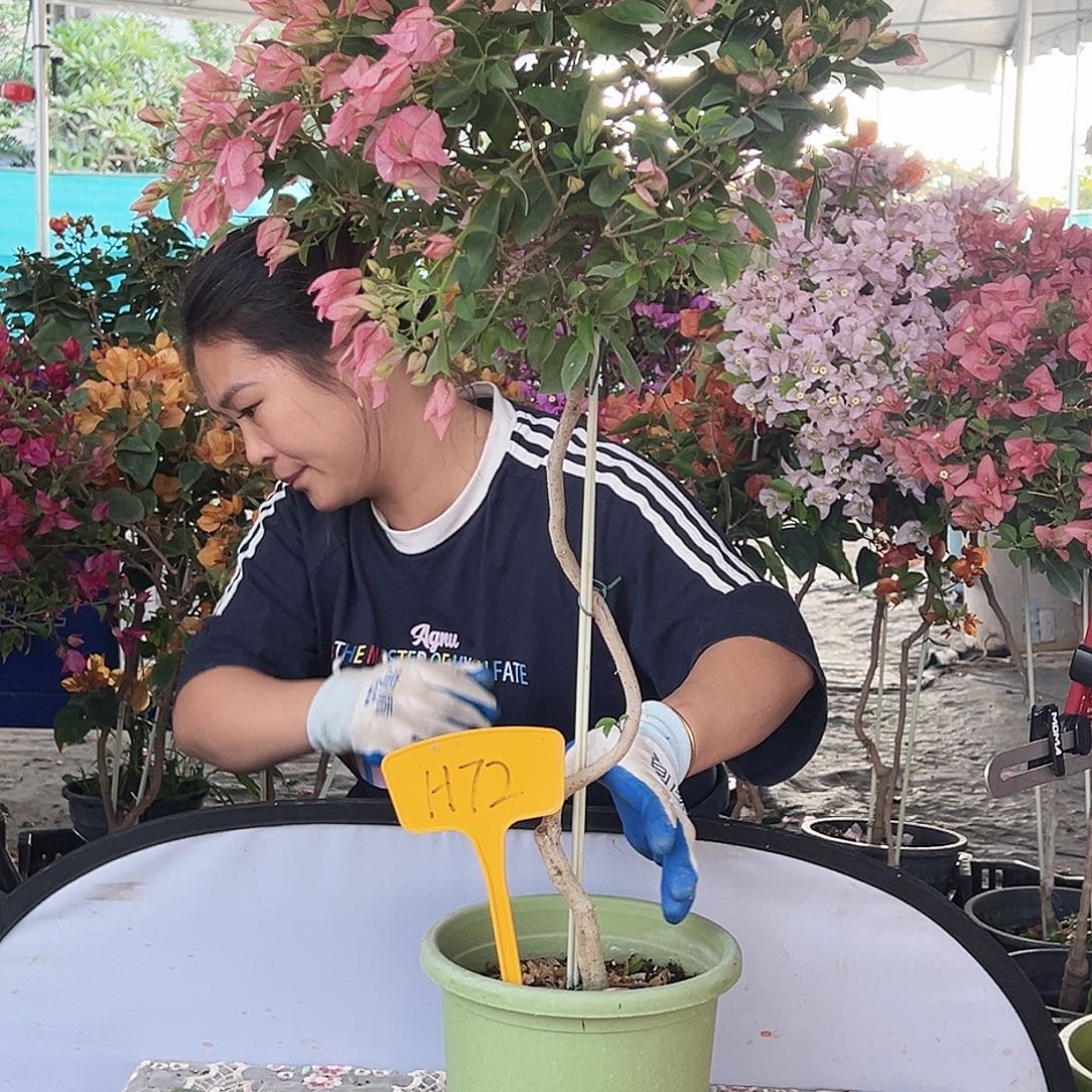 南***）大部分花苞少量开放H72婆罗洲樱花