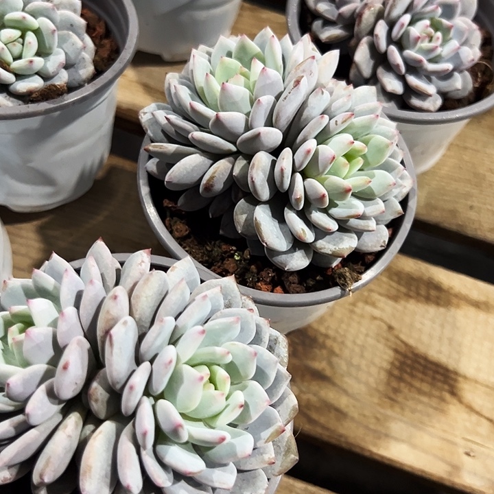 双头         星星橙