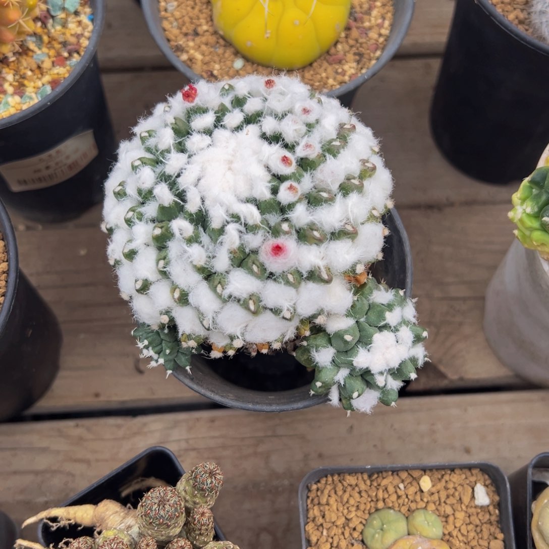 雪糕实生根多肉植物