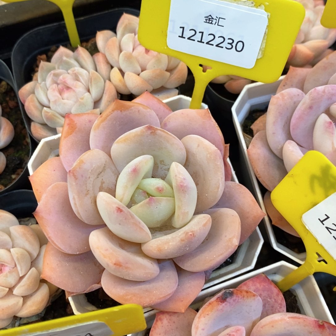 福利多多。1212230