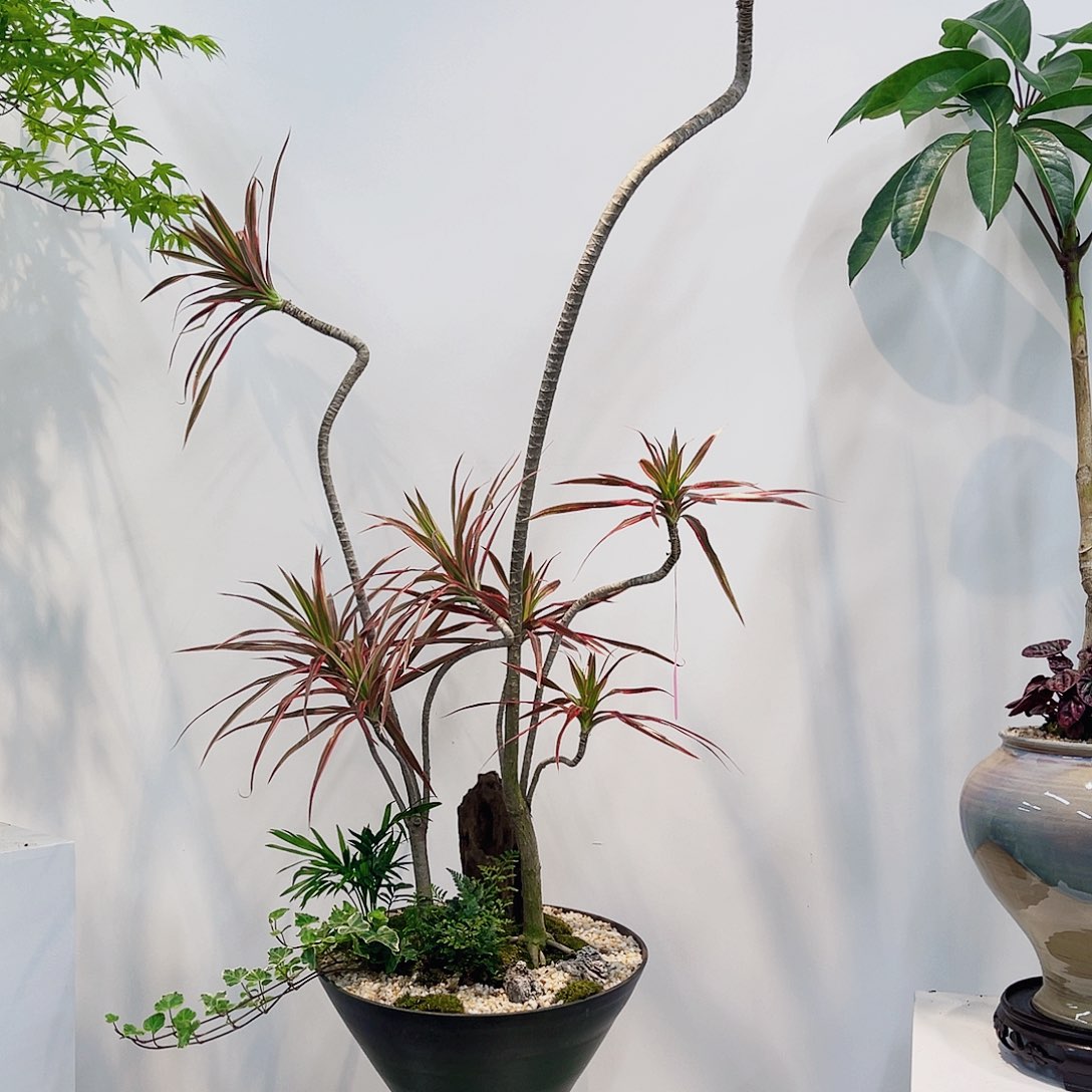 高端绿植一物一拍