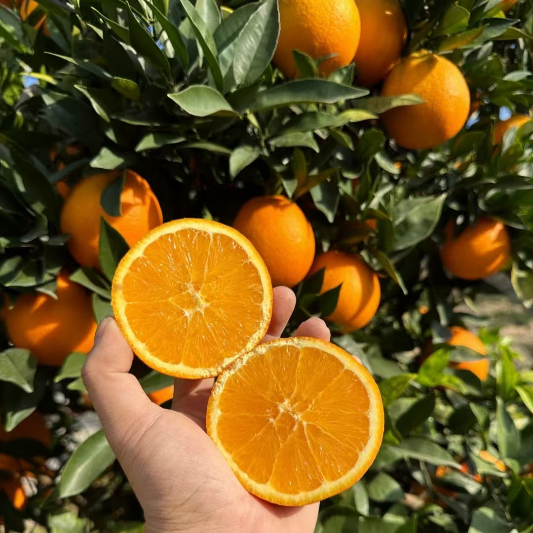 巫山当季水果纽荷尔