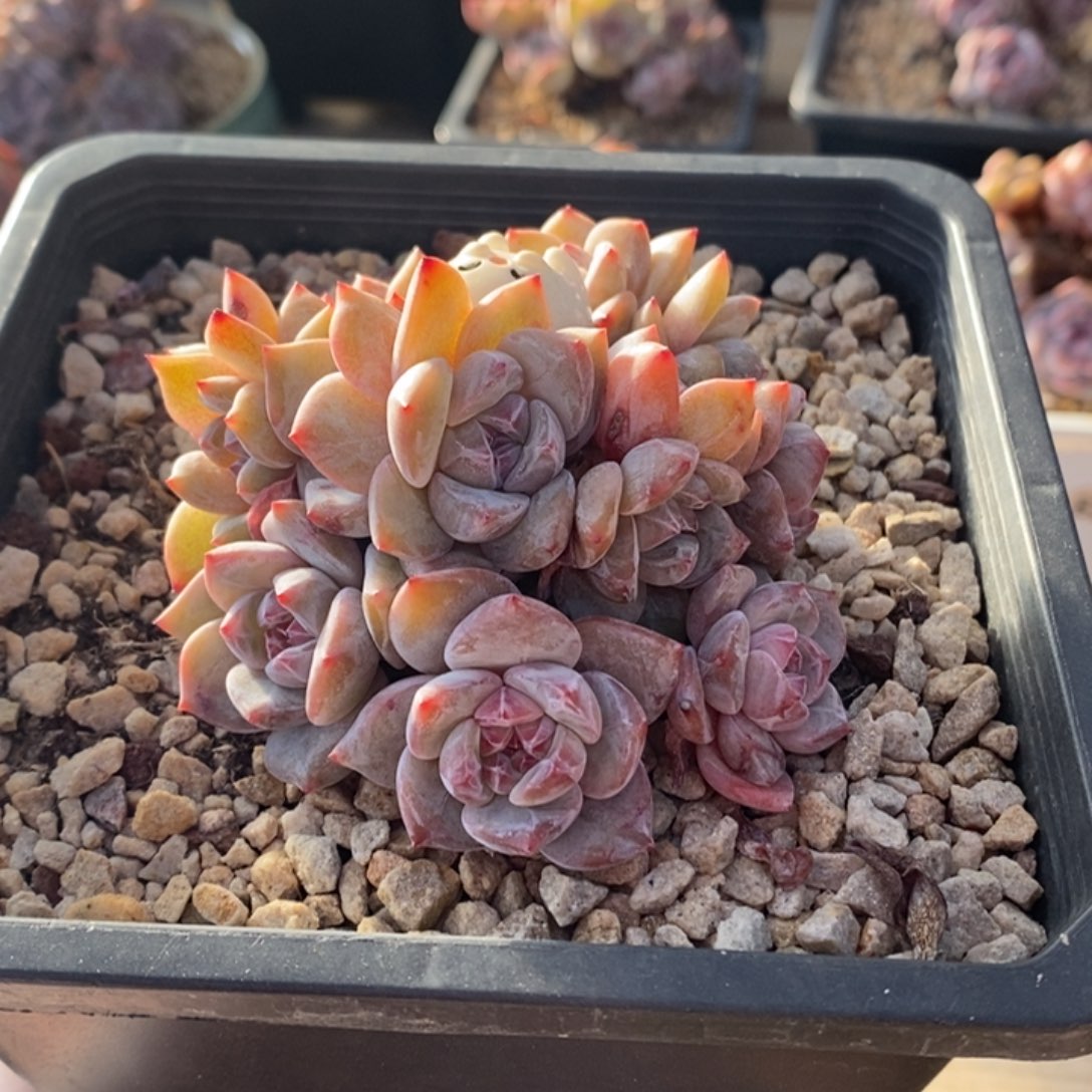 小脸多头胖体紫心