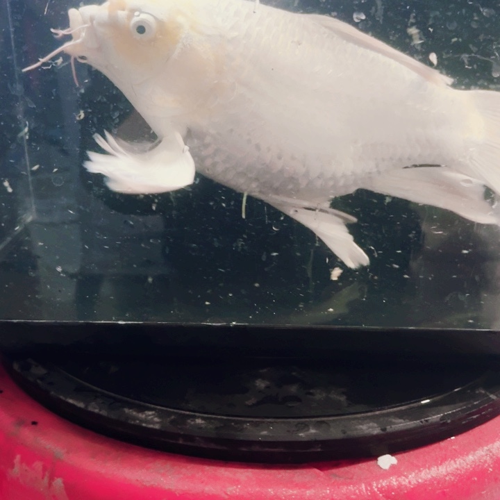 蝴蝶鲤鱼蝴蝶鲤包邮128