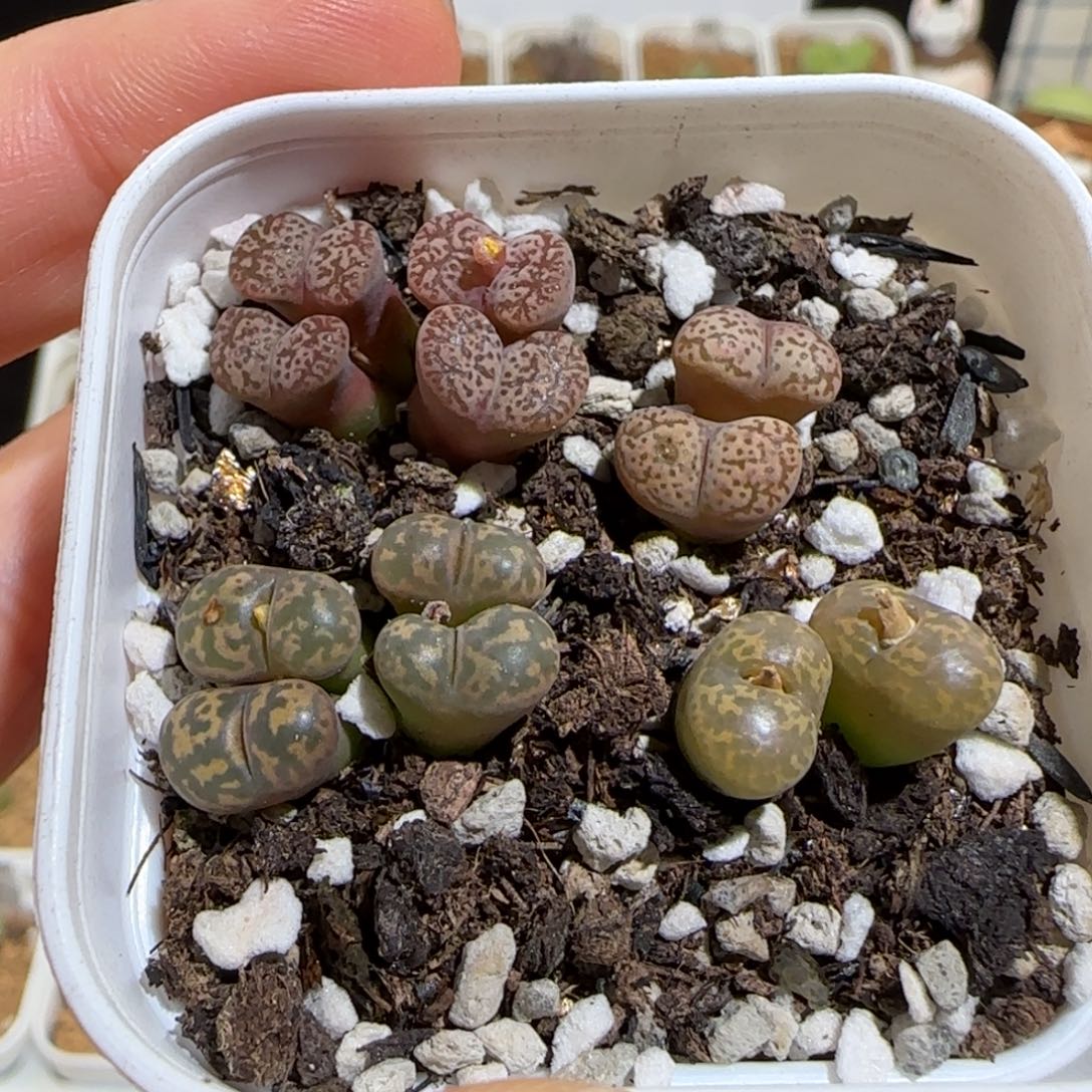 肉锥多肉植物组合-勋章福利一盆202