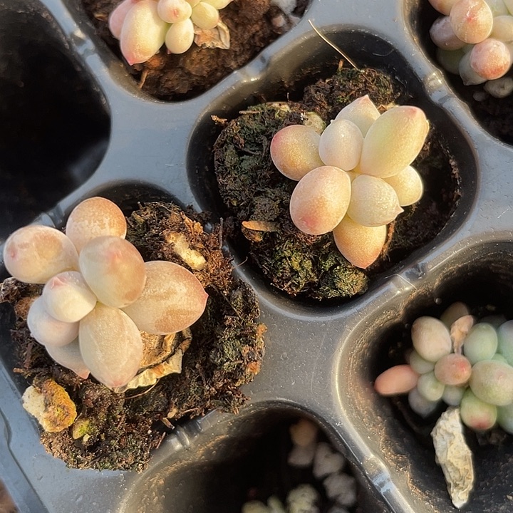 樱花奶发2颗满18包邮