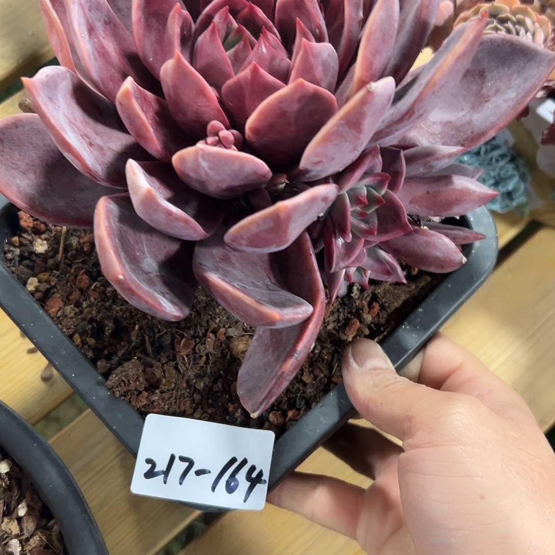 217-164红糖卡捧花多肉