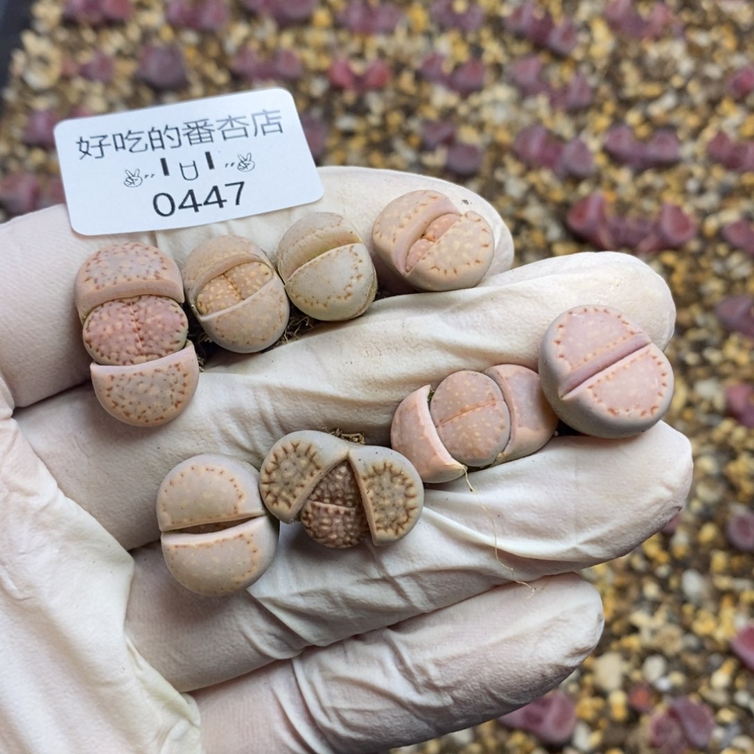 0447。零下拍保温。