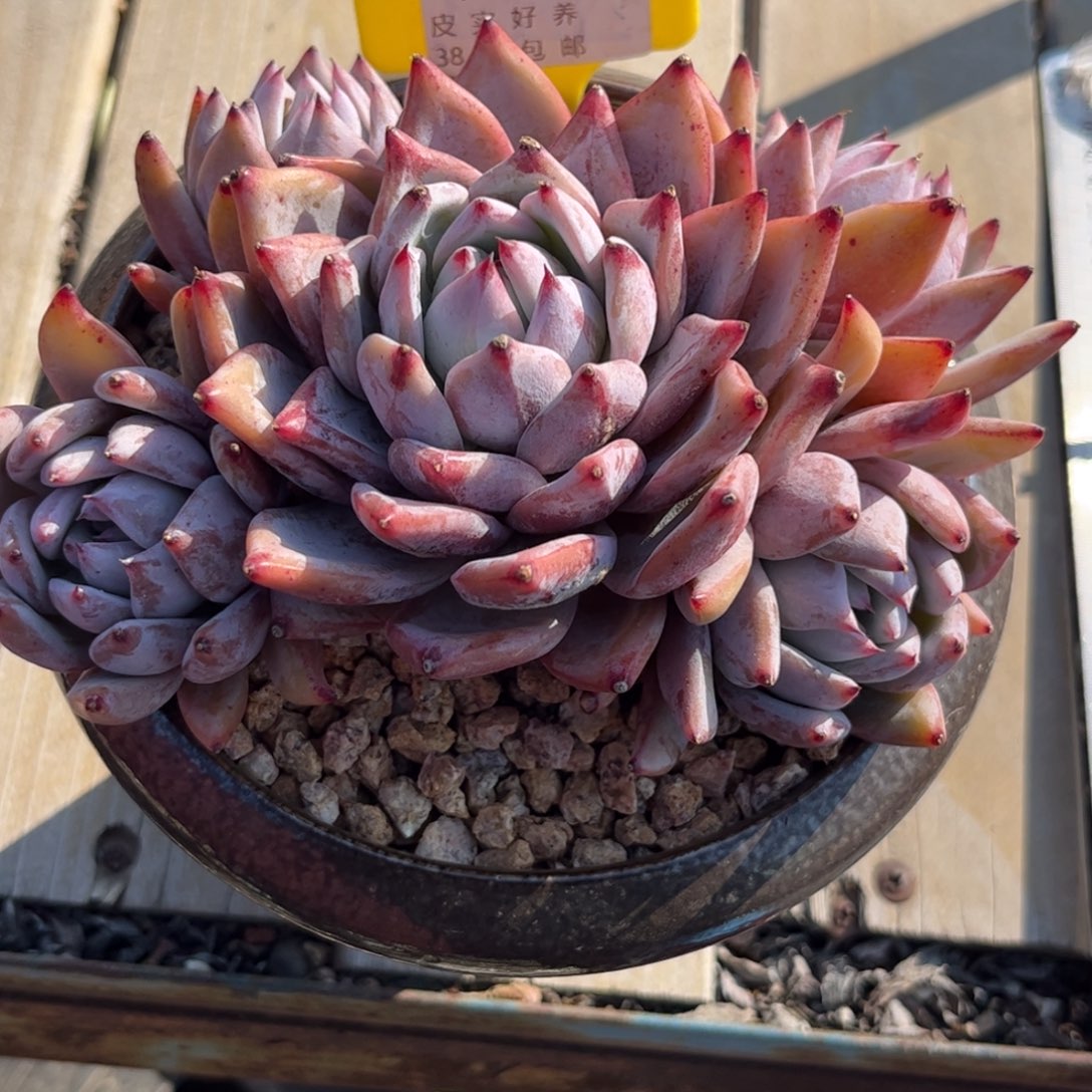 柒*多肉植物11111北极熊1111111