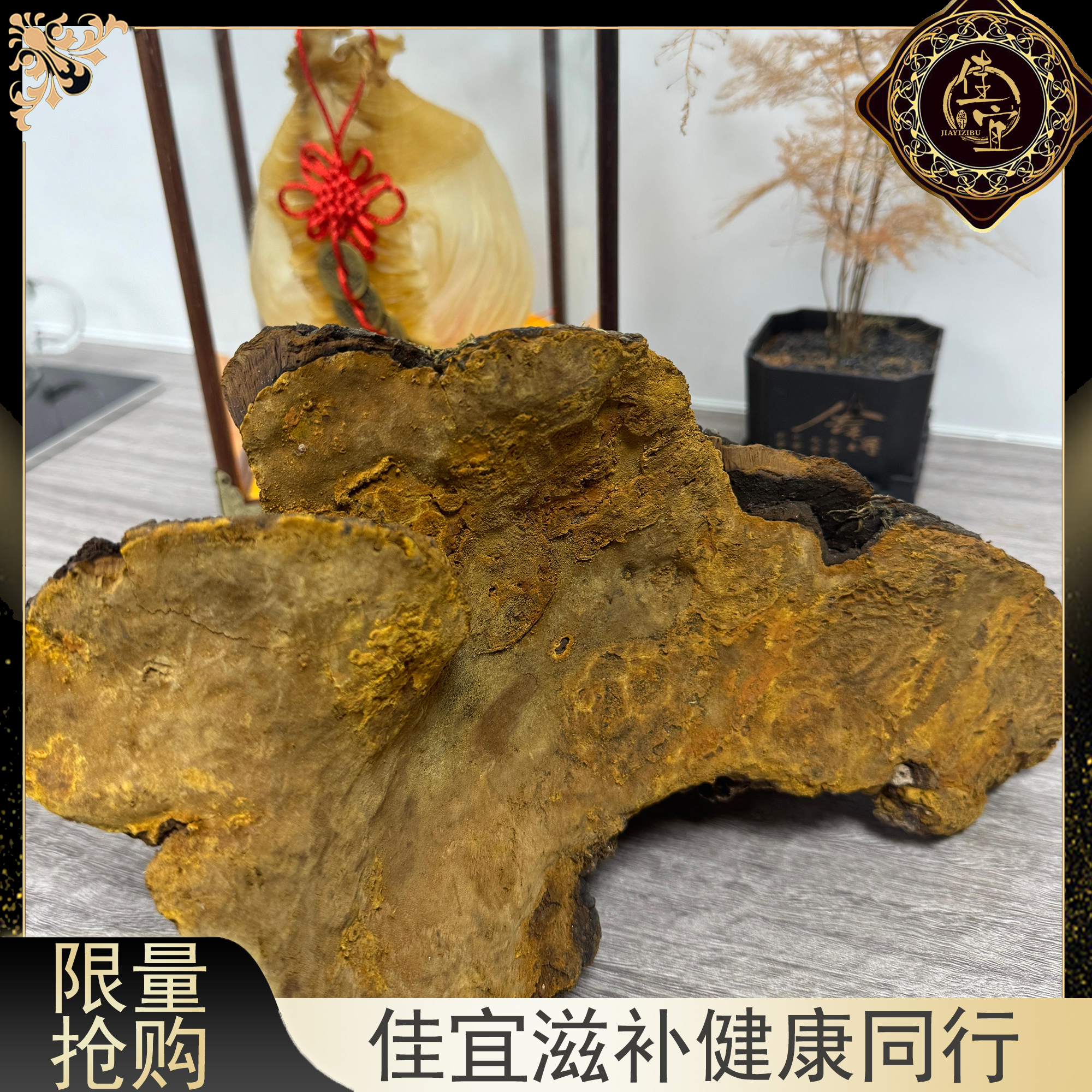 【佳宜鱼胶】 鱼胶广东  西藏嘢桑黄