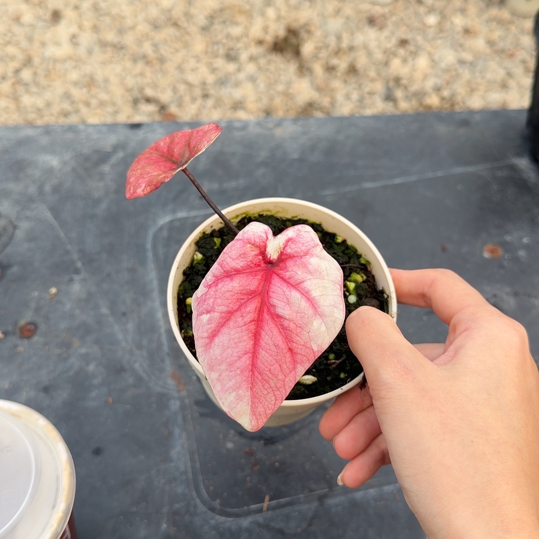 无花朵035哈啦吧啦籽播