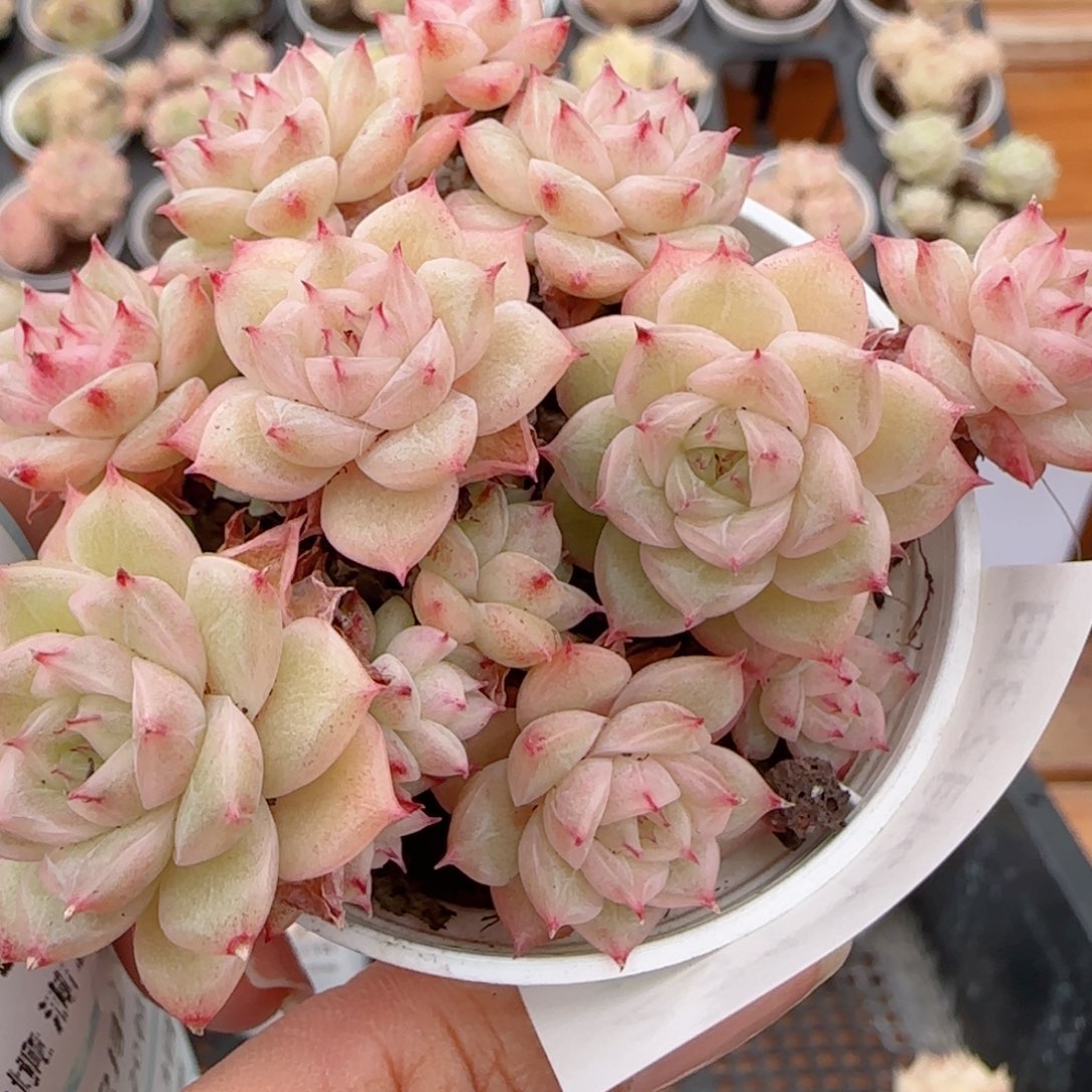 花语多肉1223-231散