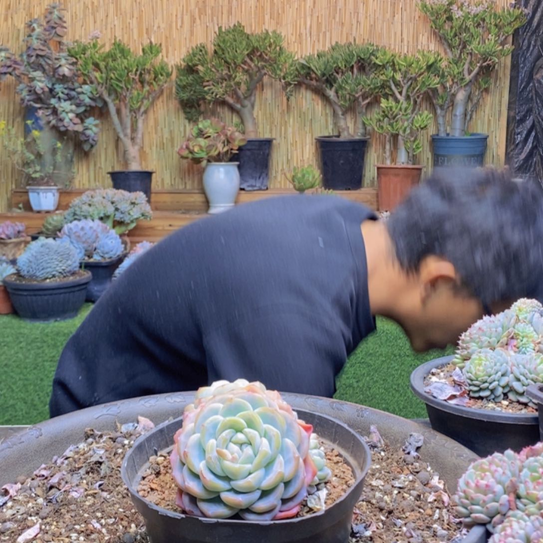 大***港92号冰玉0000