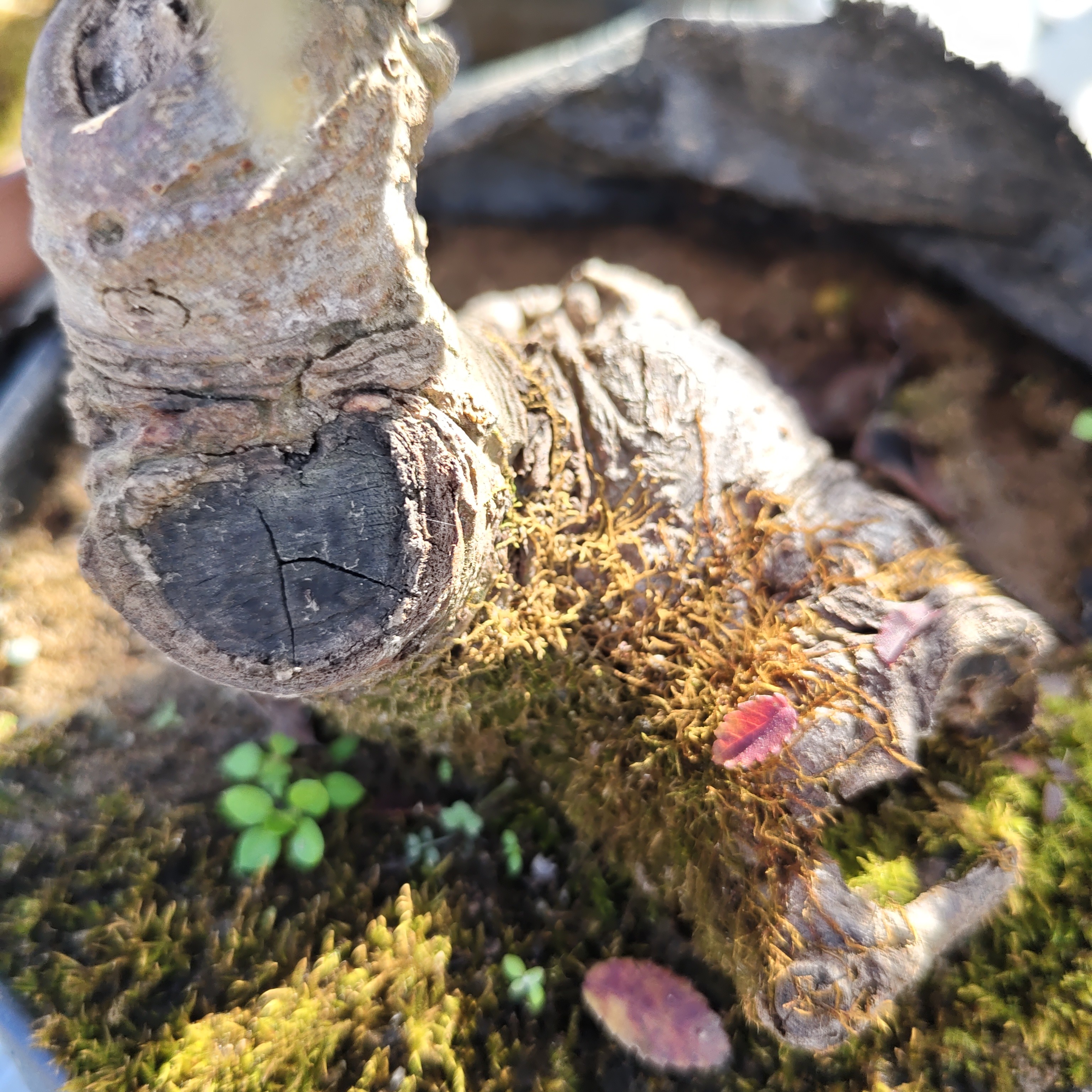 安徽小叶榔榆盆景，老桩盆景