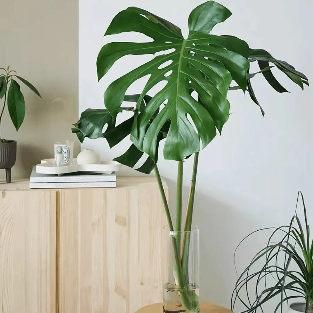大叶开背开洞龟背竹室内绿植盆栽好养活水养常青净化空气不带瓶