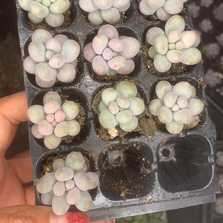 彩虹10颗。一物一拍。包邮
