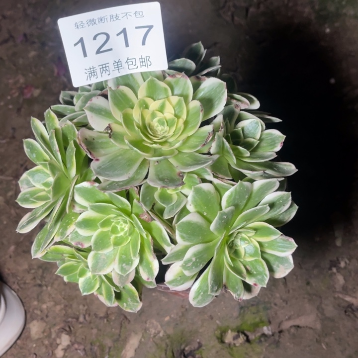 1217海王的人多肉的