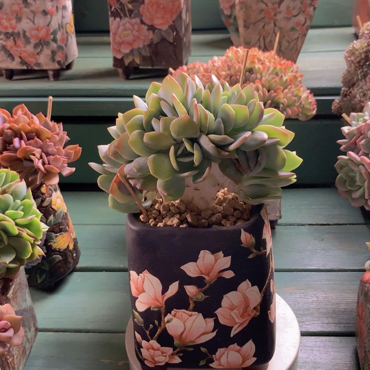 奶茶朵朵无砍自然群