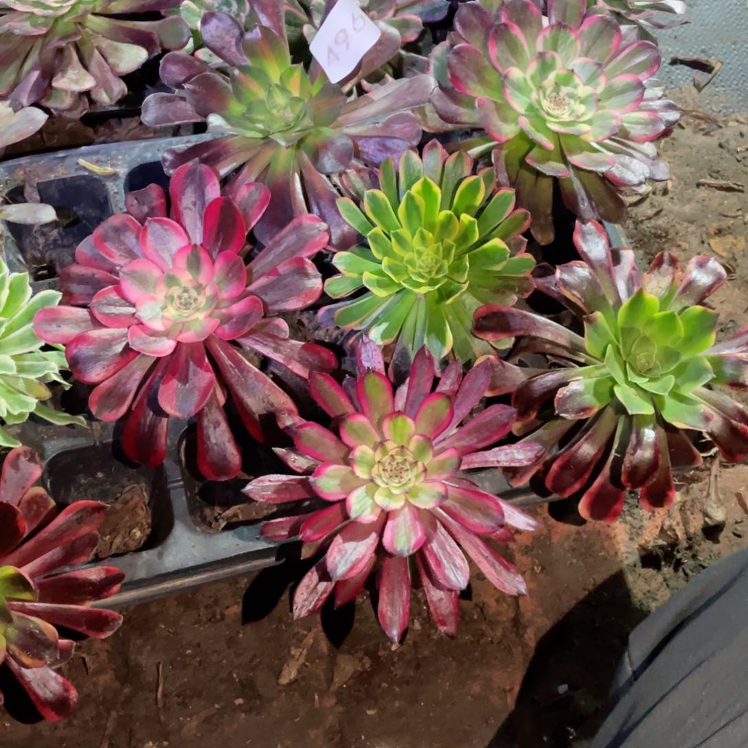 多肉植物组合6颗496