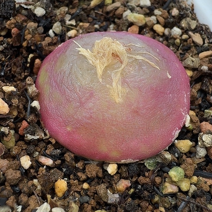 老马生石花3公分灯泡2568