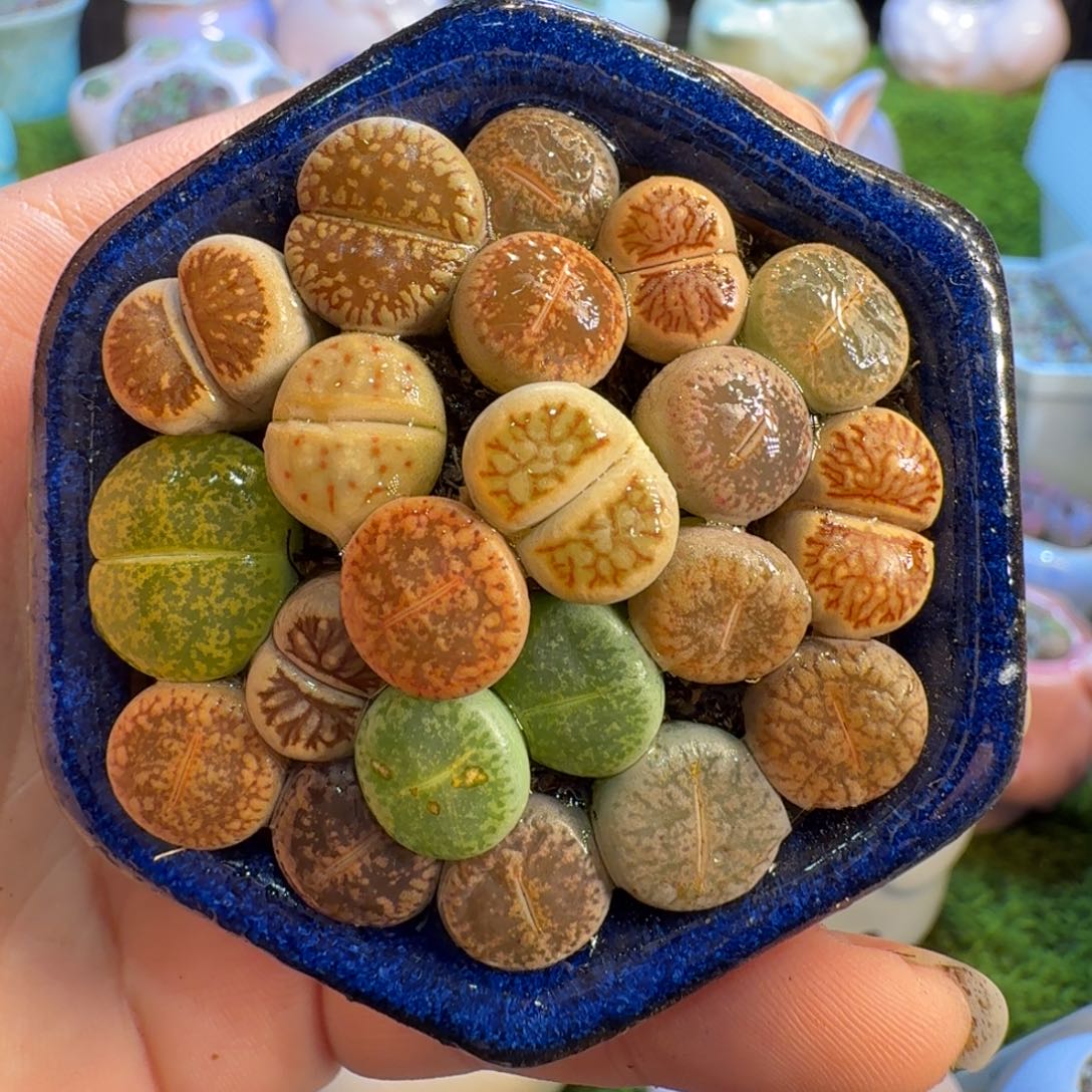 多肉葡萄的季节性1096