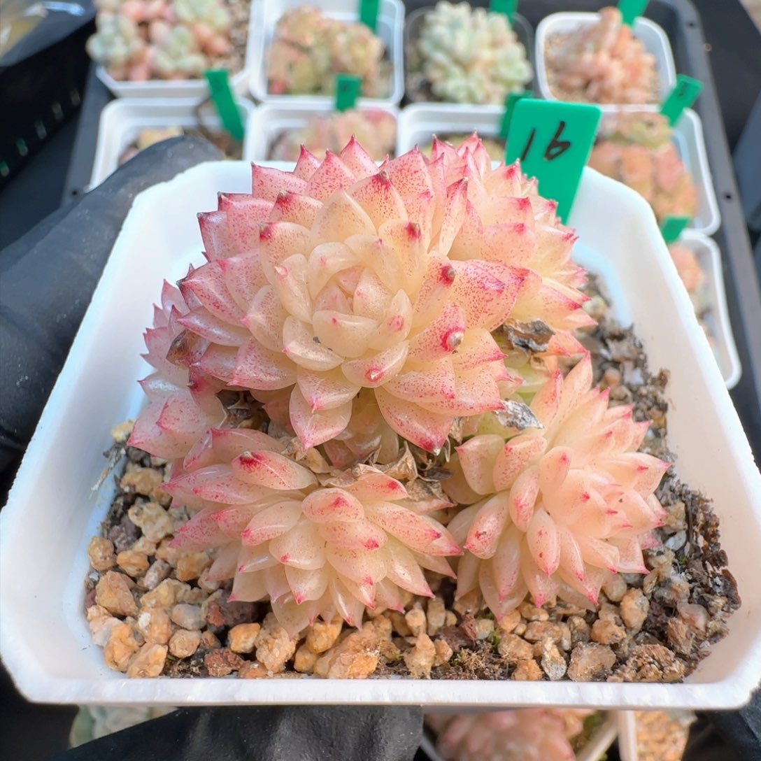 16   麦秆不包整