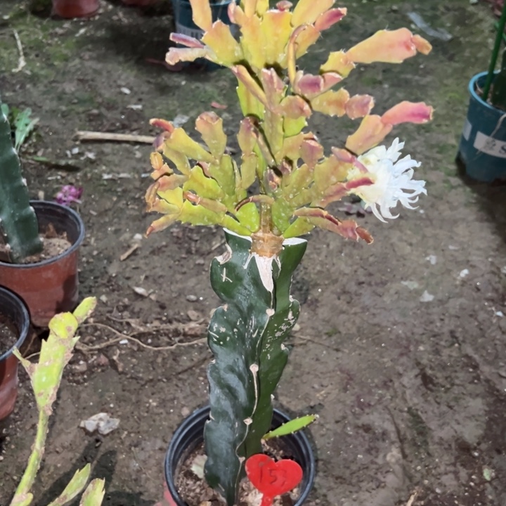 用***0当前无花栽培后可以开花052  153