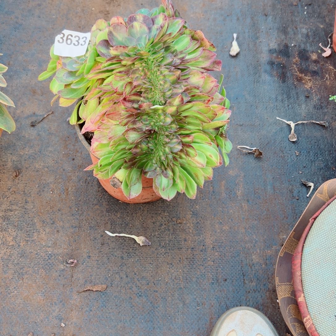 我3633 号多肉法师新年福利