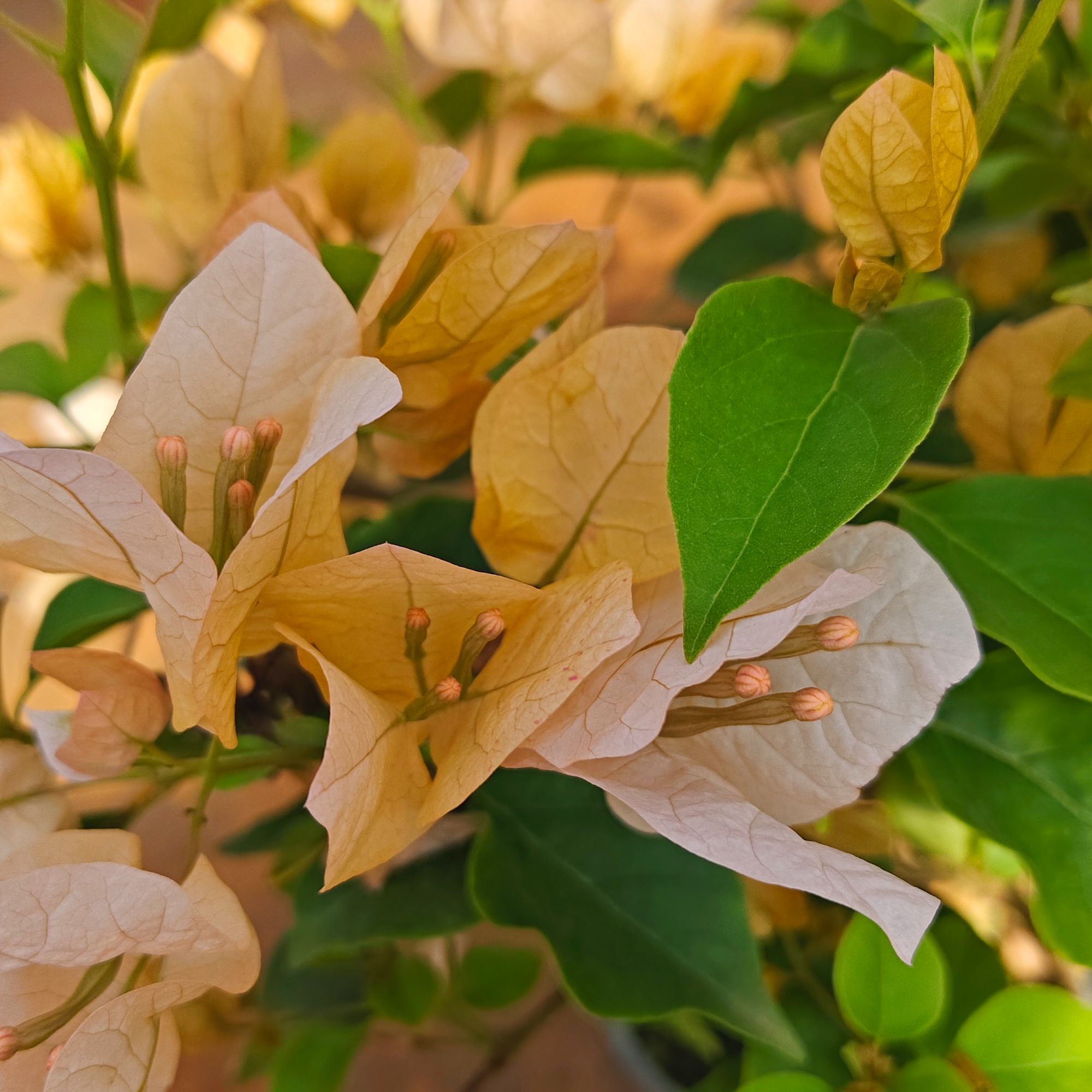 【嫡公主】三角梅爆品爬藤原盆原土绿植盆栽四季开花