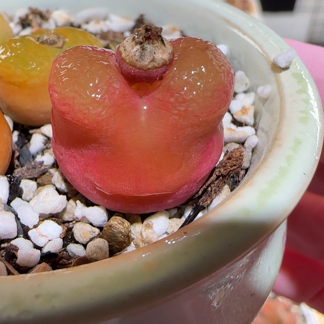 肉锥多肉植物百科6-615