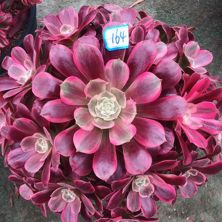 164凤冠多肉植物