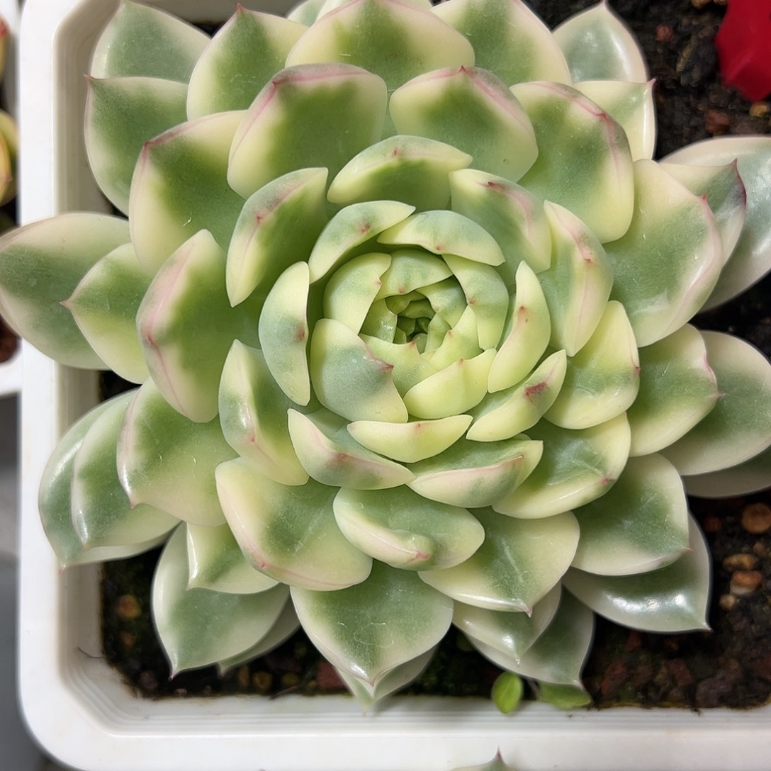 长岛冰茶锦多肉植物