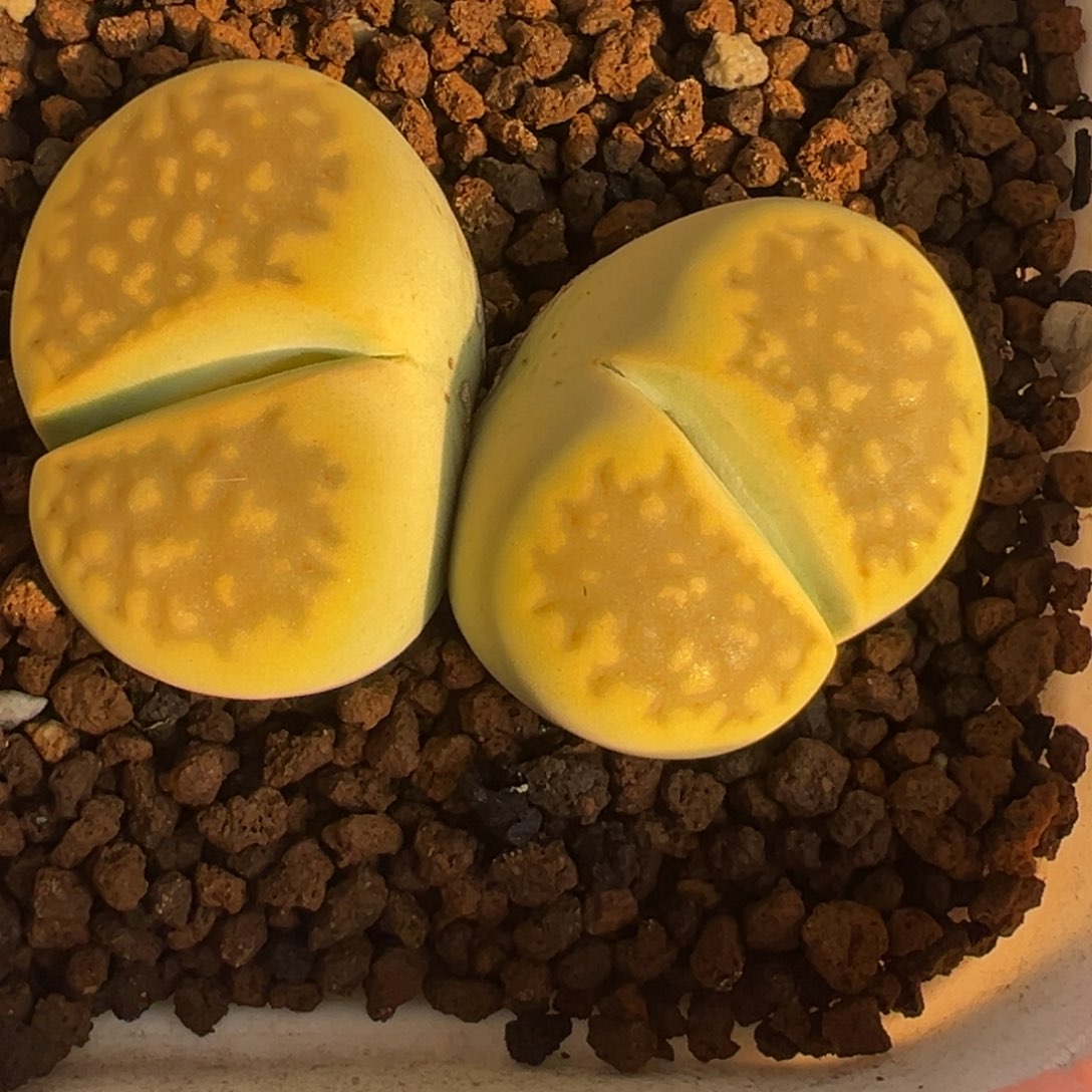 黄金巴黎母本8年带盆