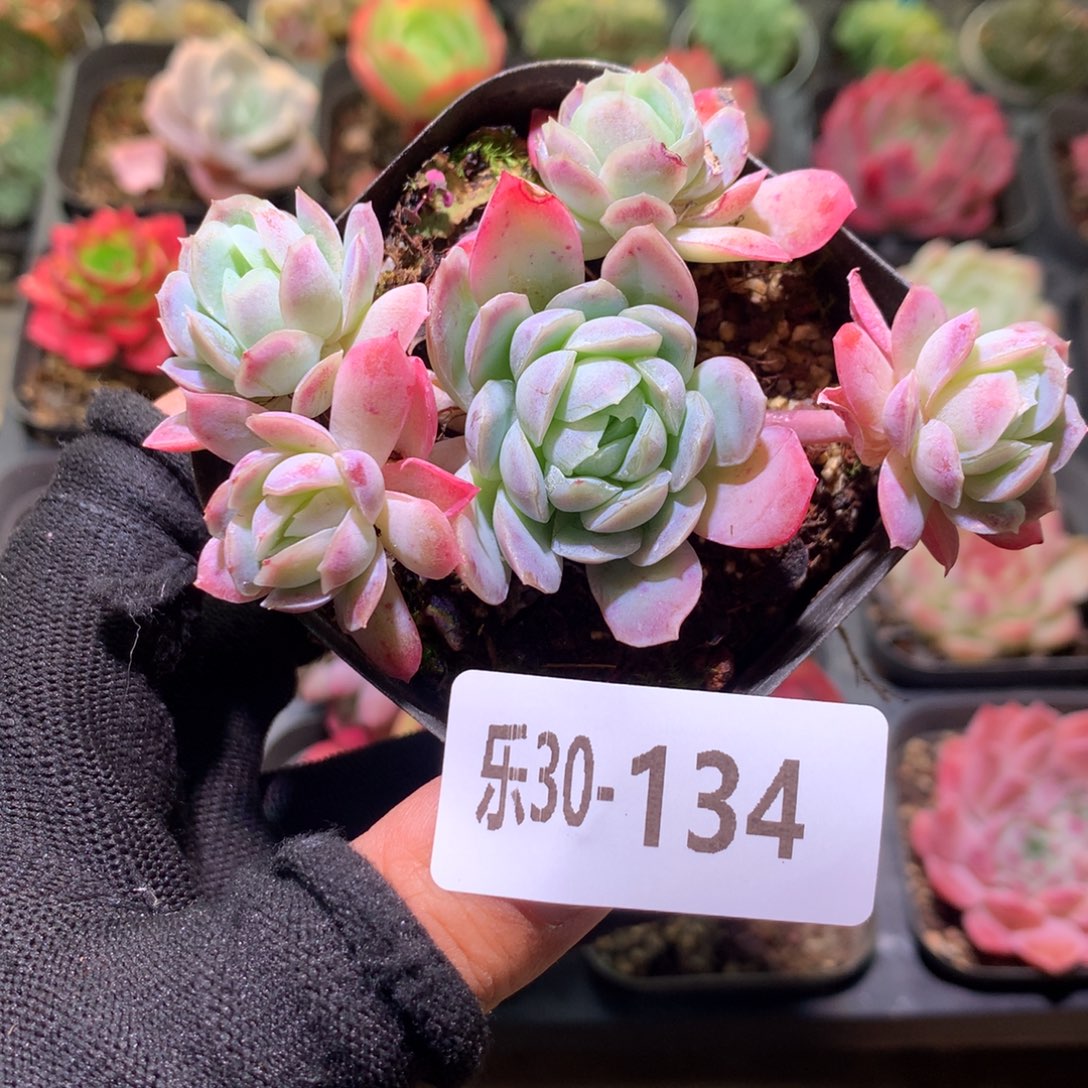 乐然30-134 冰梅群 