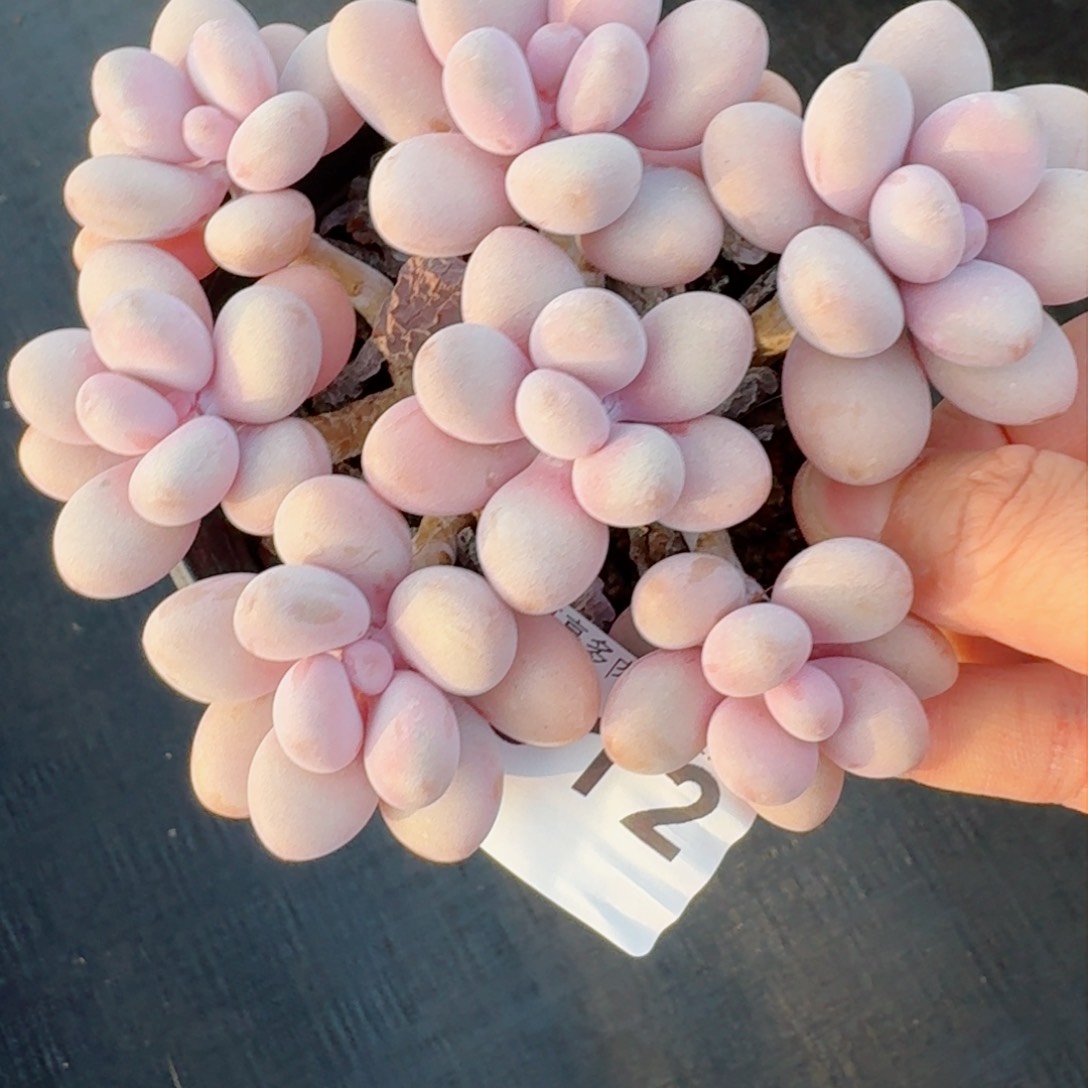 桃蛋老桩         精品多肉