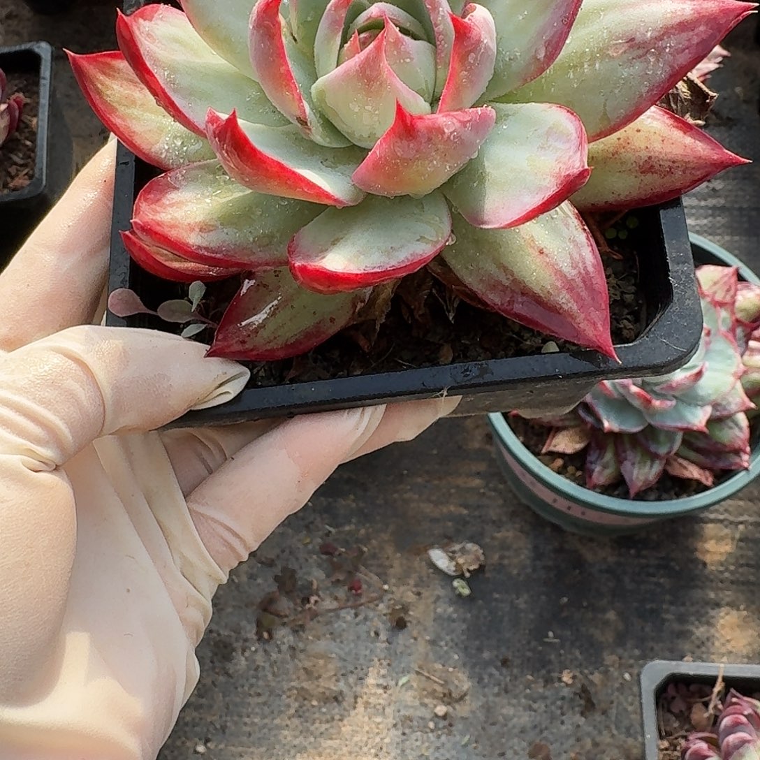 惊鸿惊鸿惊鸿 114..........