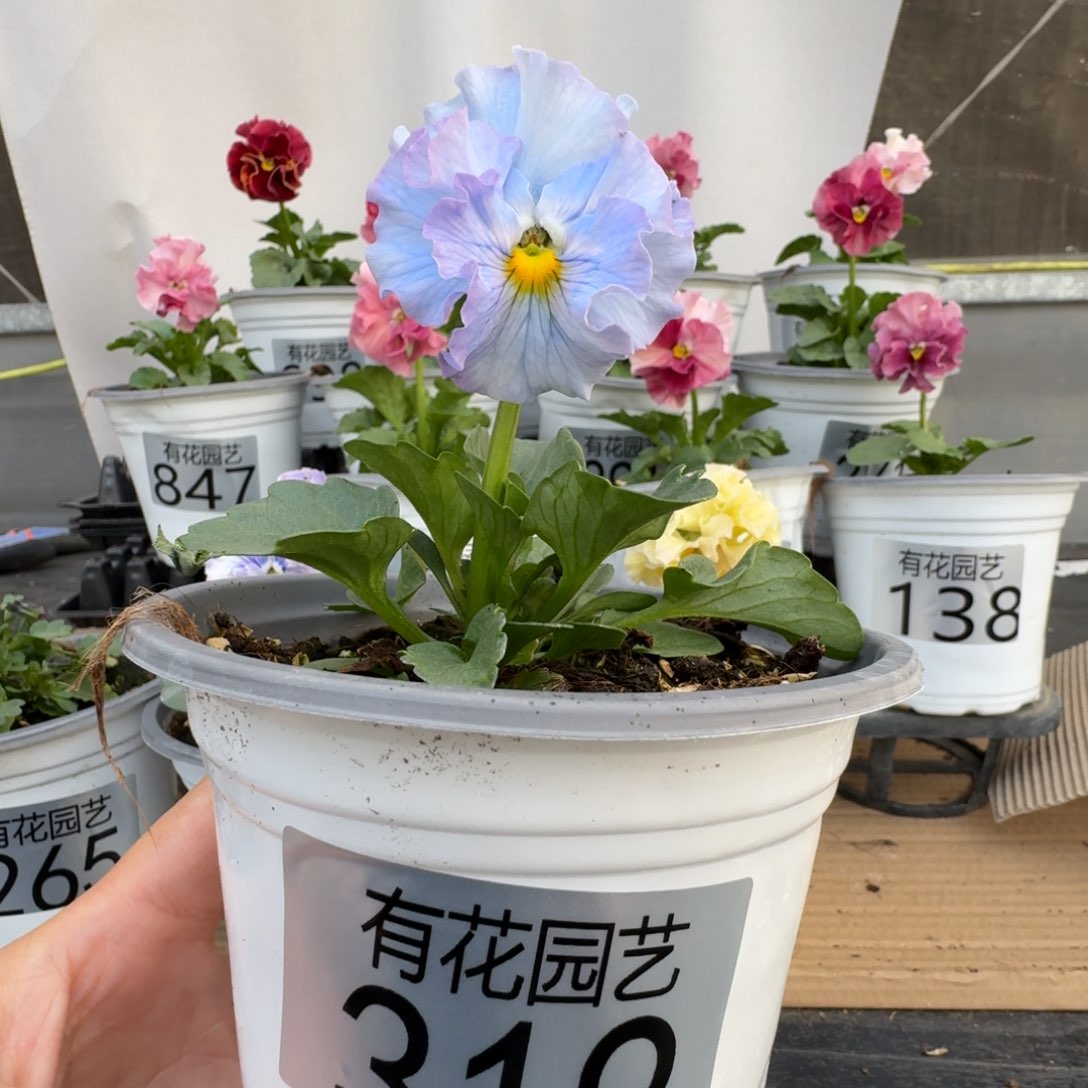 无花朵319号角堇