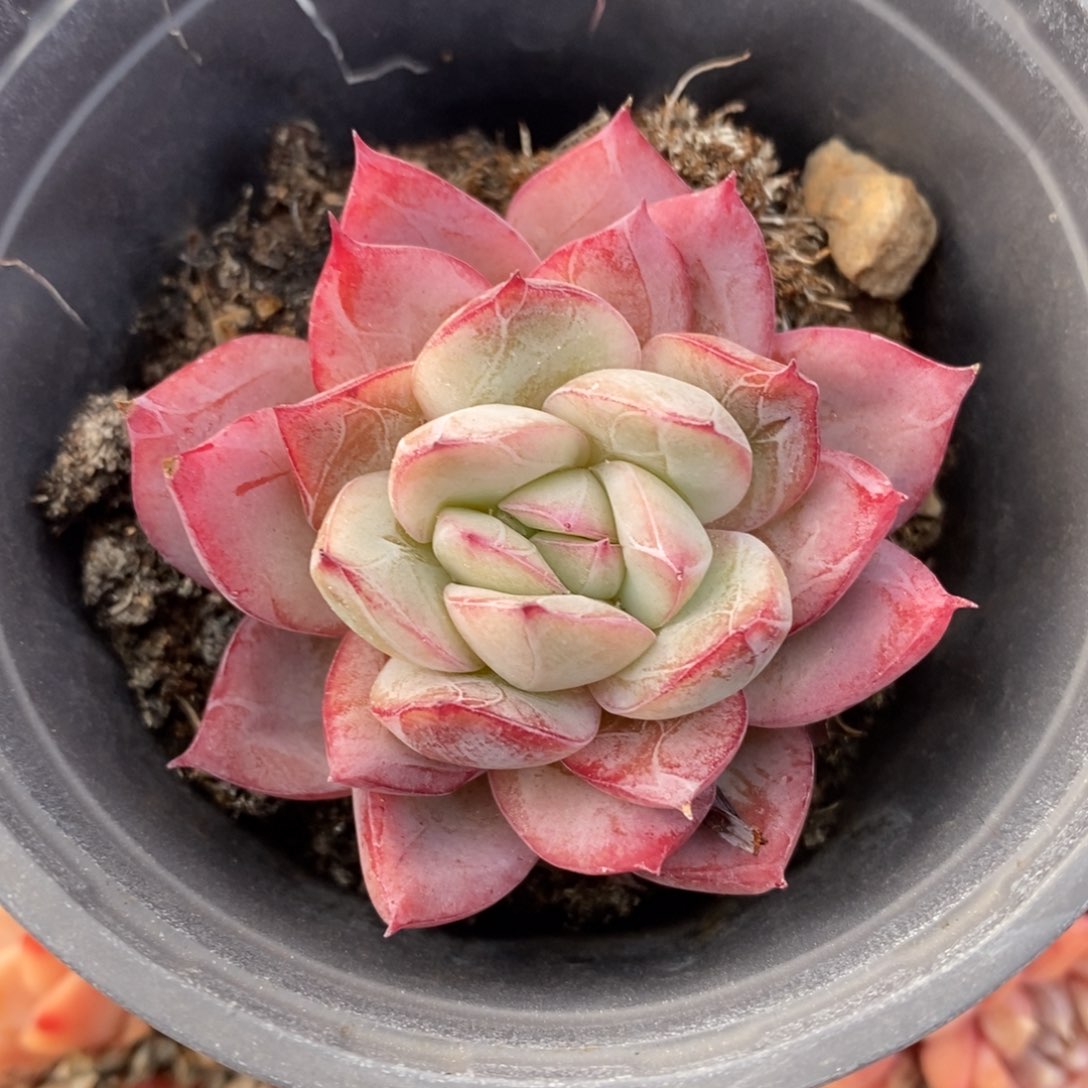 自助下单多肉下滑链接更多品种-奥代丽