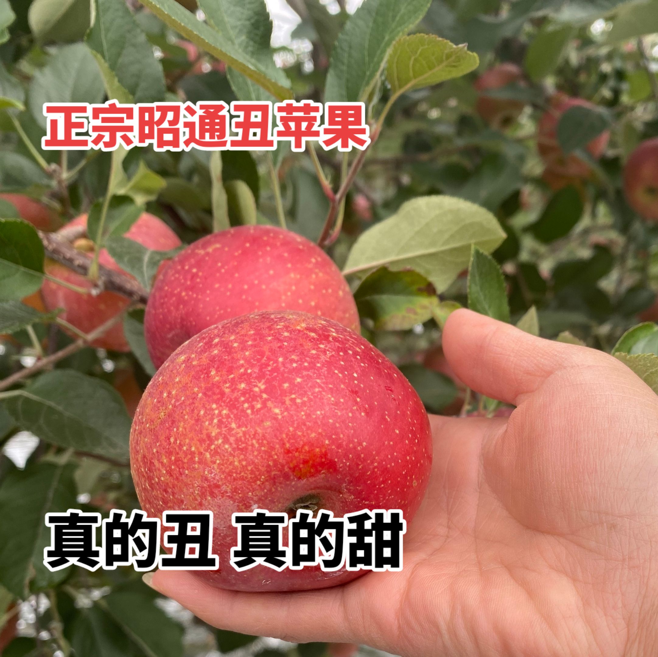 产地直摘云南昭通冰糖心丑苹果新鲜现摘脆甜多汁应季水果