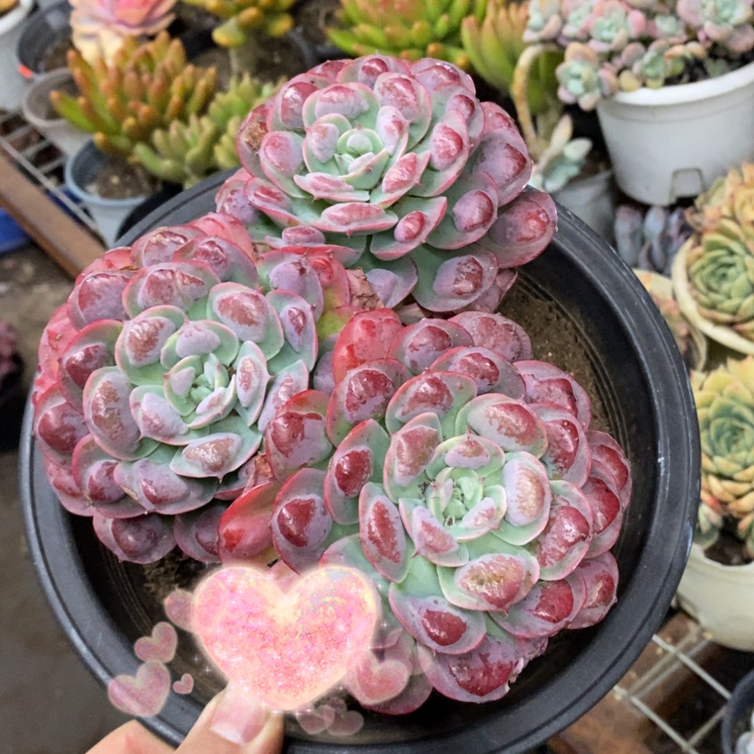 雨滴三头起大盆老桩