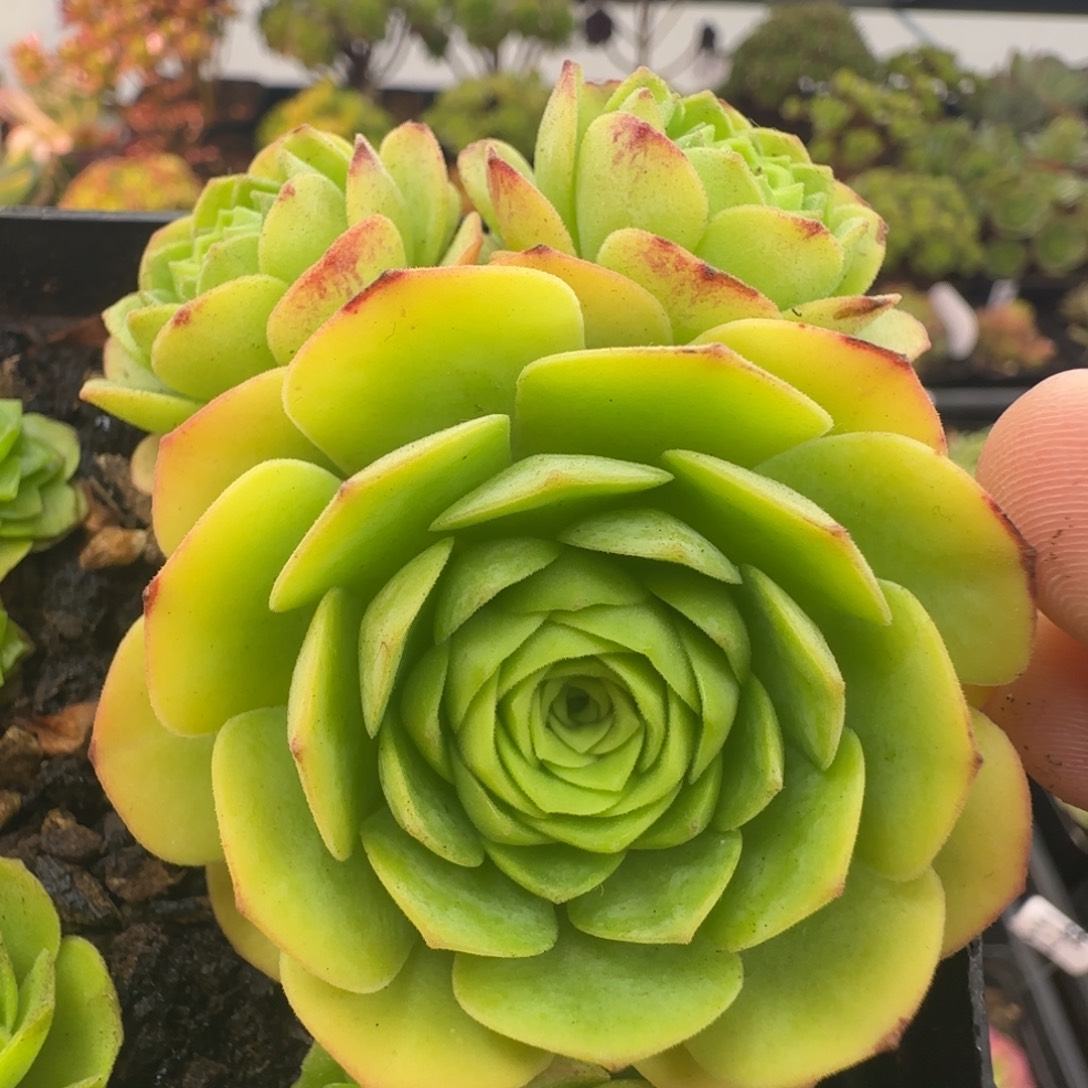 L721半城玫瑰福利不含盆土