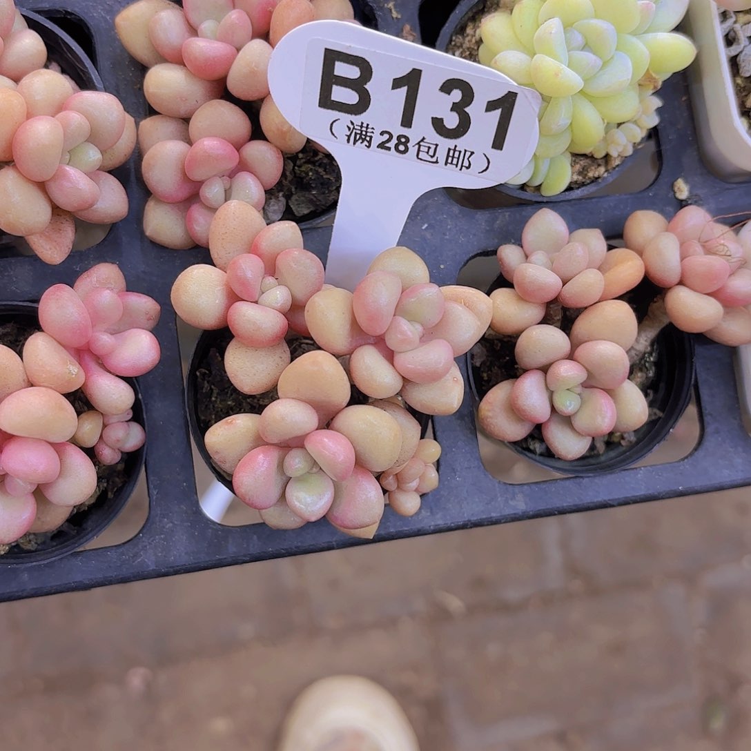 B131先锋派一物一拍