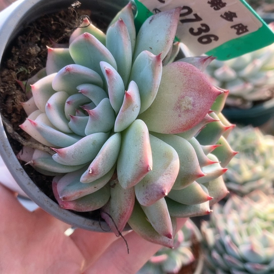 736锦锦锦锦锦锦锦锦