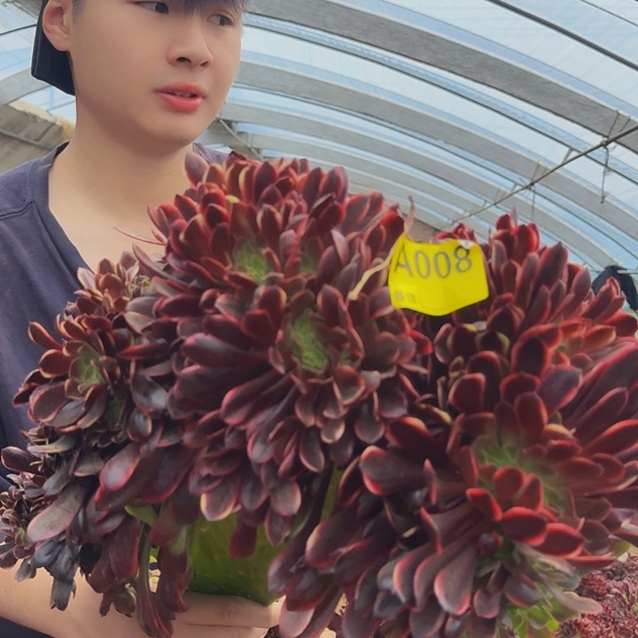 精品缀化一物一拍008