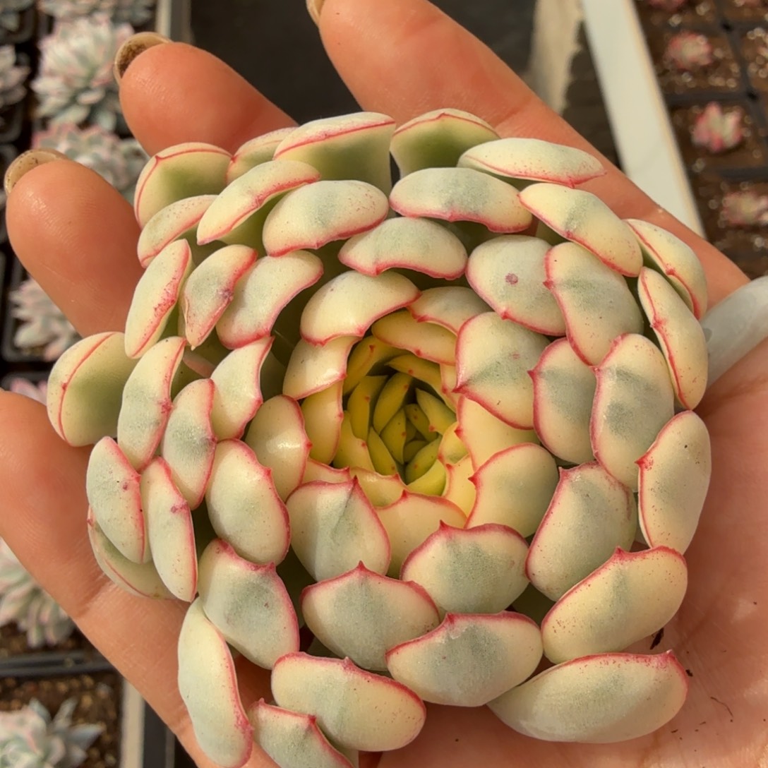 超白锦梦幻玫瑰锦主头无根