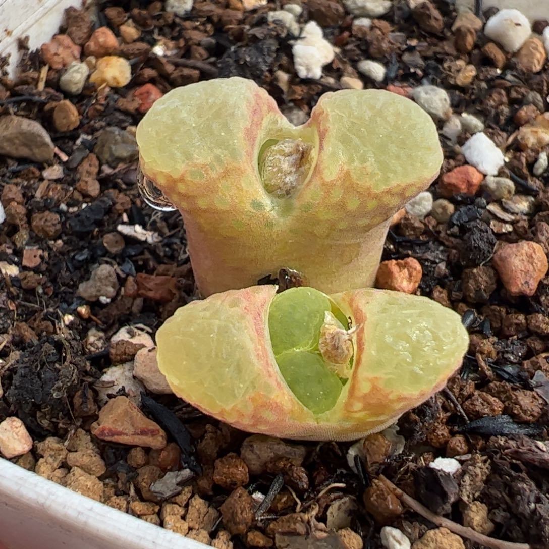 446多肉植物组合