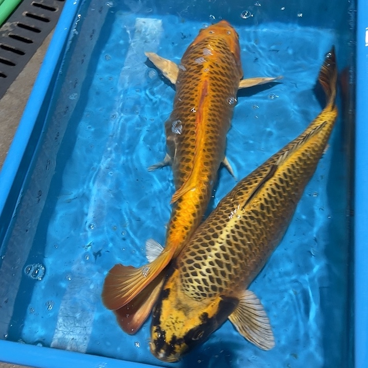 海水鱼赤目芒果古黄金