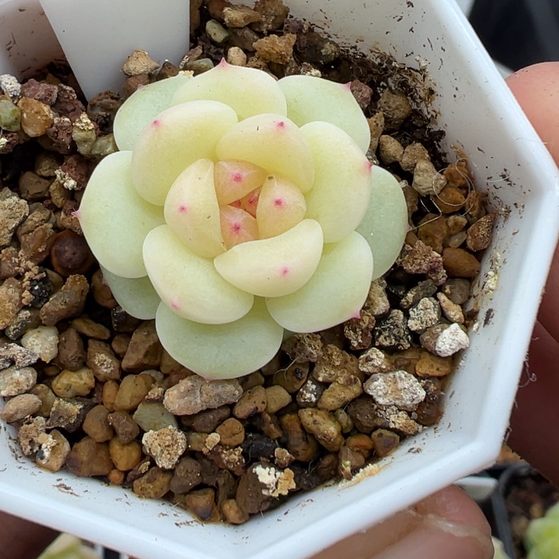 ﹋***℡411号西柚晗雨多肉